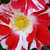 Biela - bordová - Záhonová ruža - floribunda - Boccacio